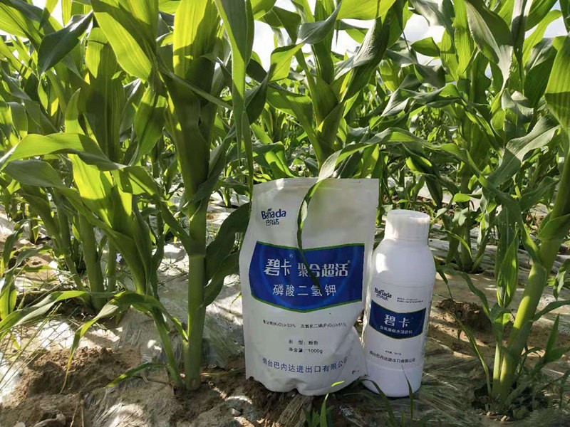 玉米用什么葉面肥更好？