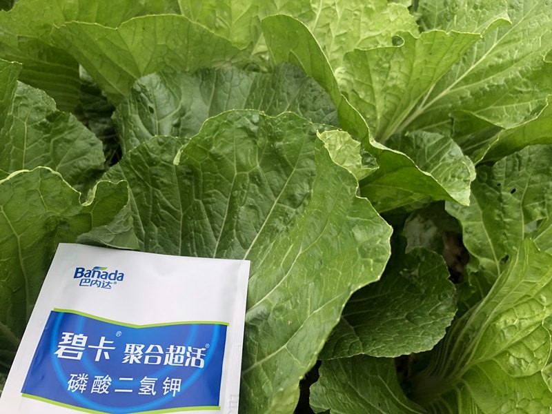 蔬菜施肥關鍵時期，如何做到科學施肥