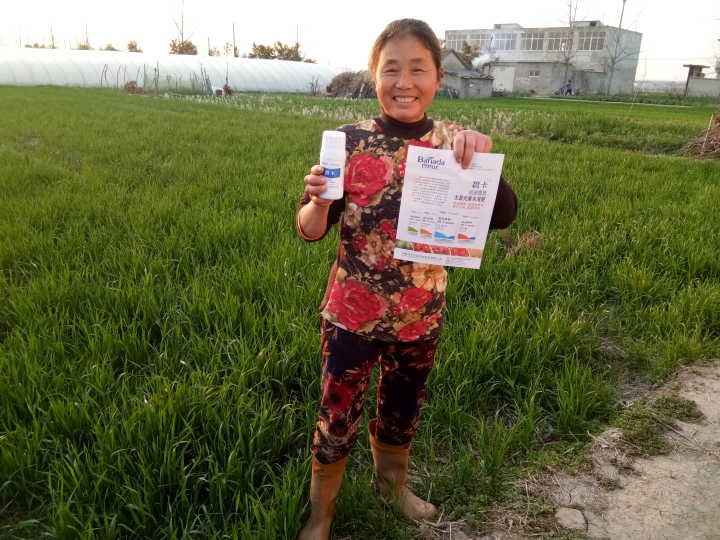 葉面肥哪個好？促進小麥提質增產