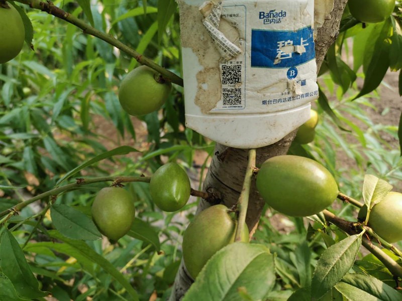 桃樹春季施什么水溶肥好？