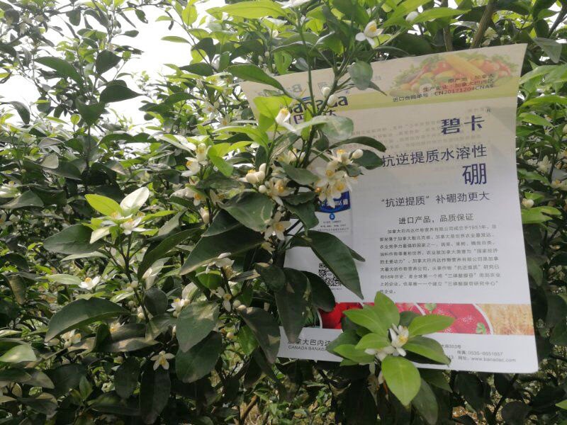 硼肥的作用，花前補硼怎么促花促果？