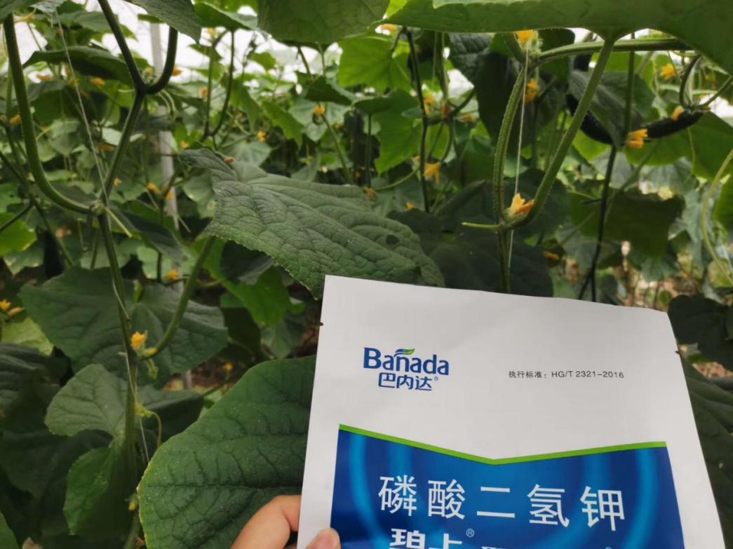 水溶肥這樣用，黃瓜更高產