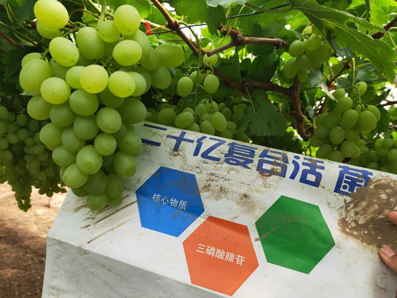 葡萄種植過程中的這些問題，你一定要知道