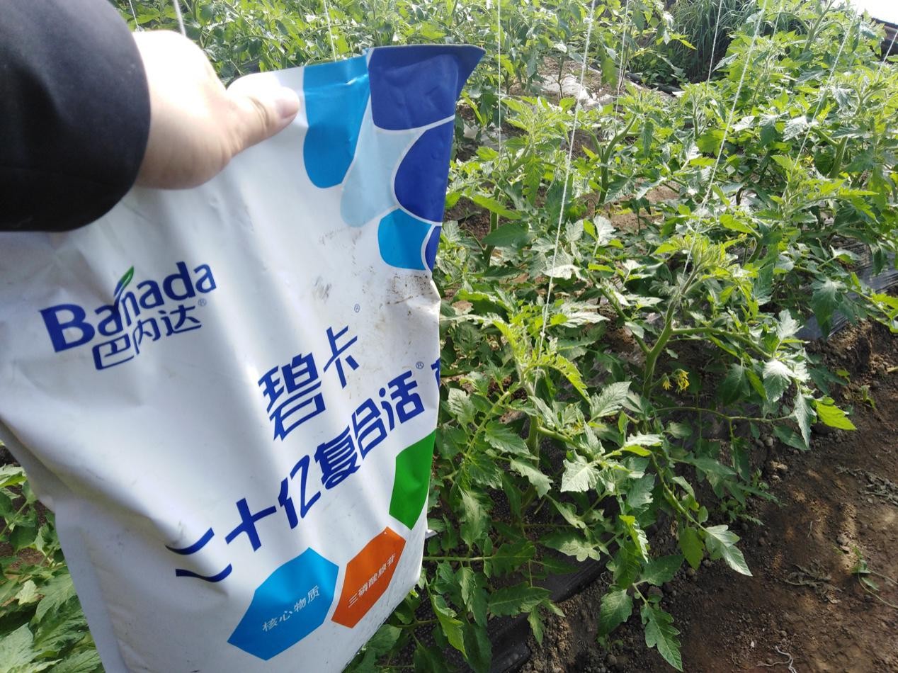 西紅柿施肥這樣做，增產、增質更明顯