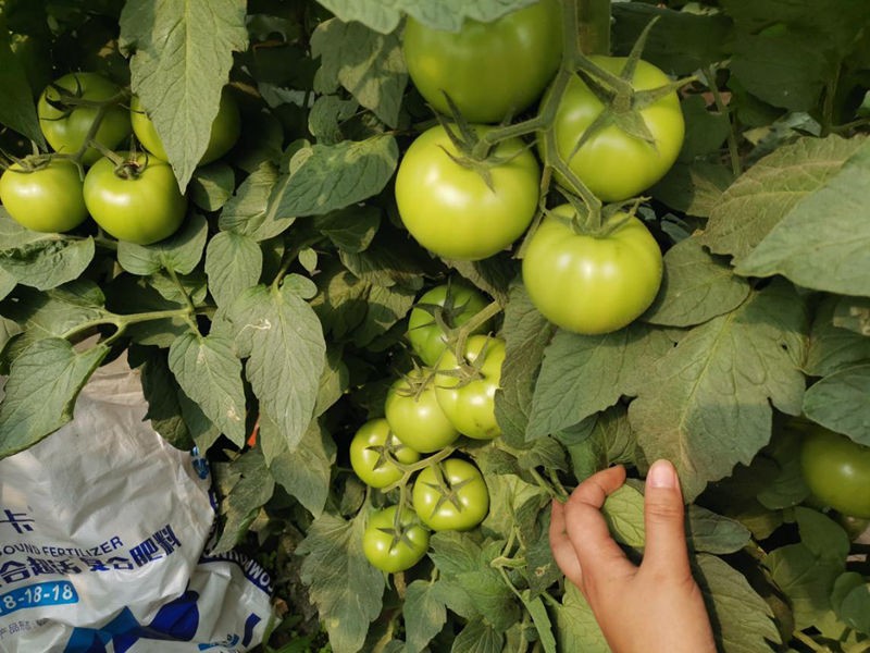 水溶肥市場潛力大嗎？行情普遍看好