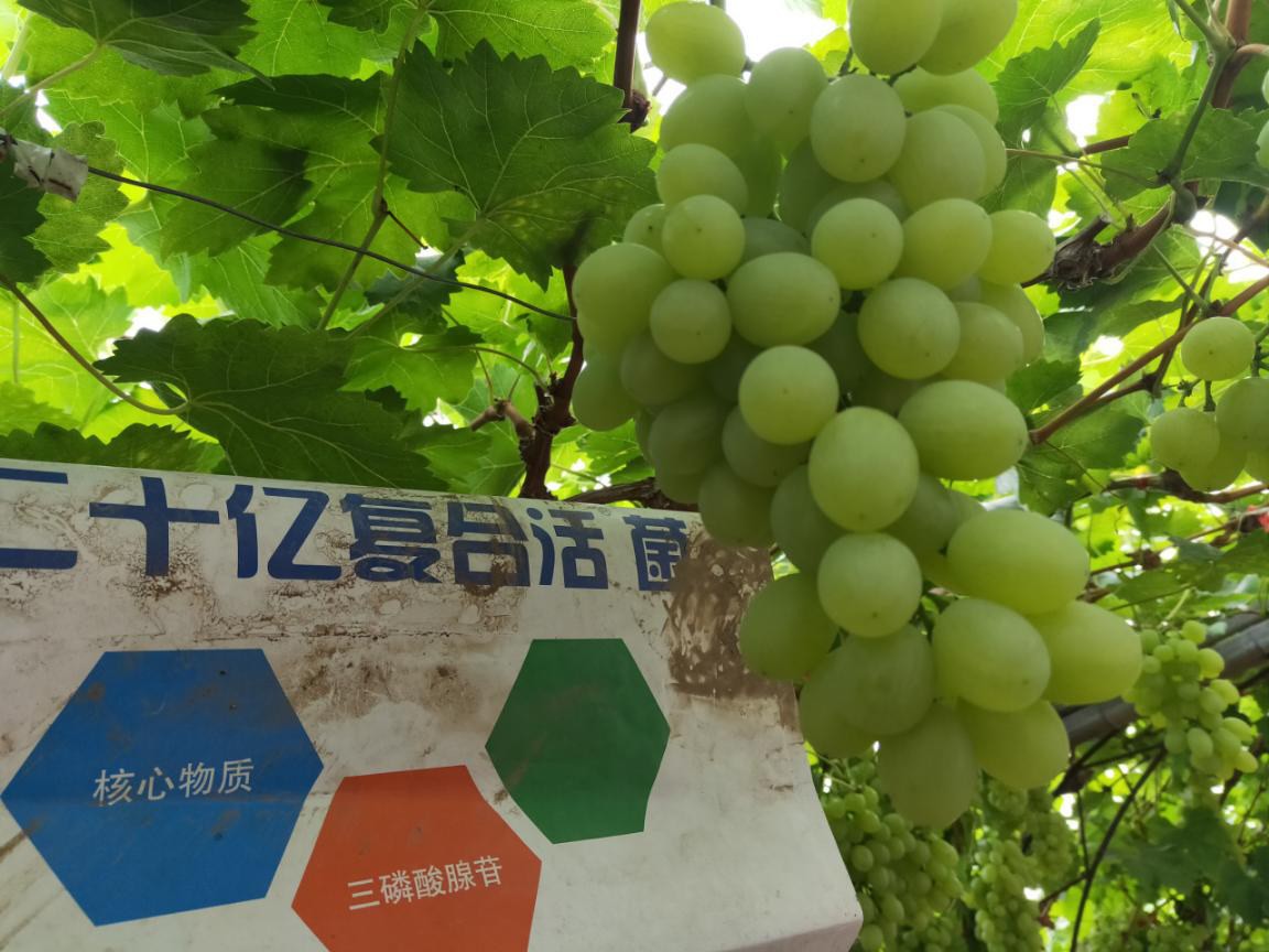 菌劑和菌肥哪個效果好？為什么？