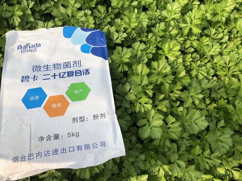 微生物菌劑在芹菜上怎樣用效果更好？