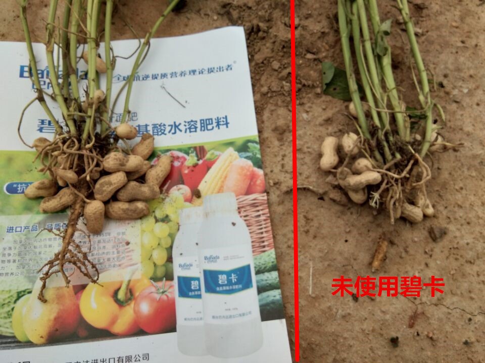 花生高產葉面肥?如何使用能讓花生高產？