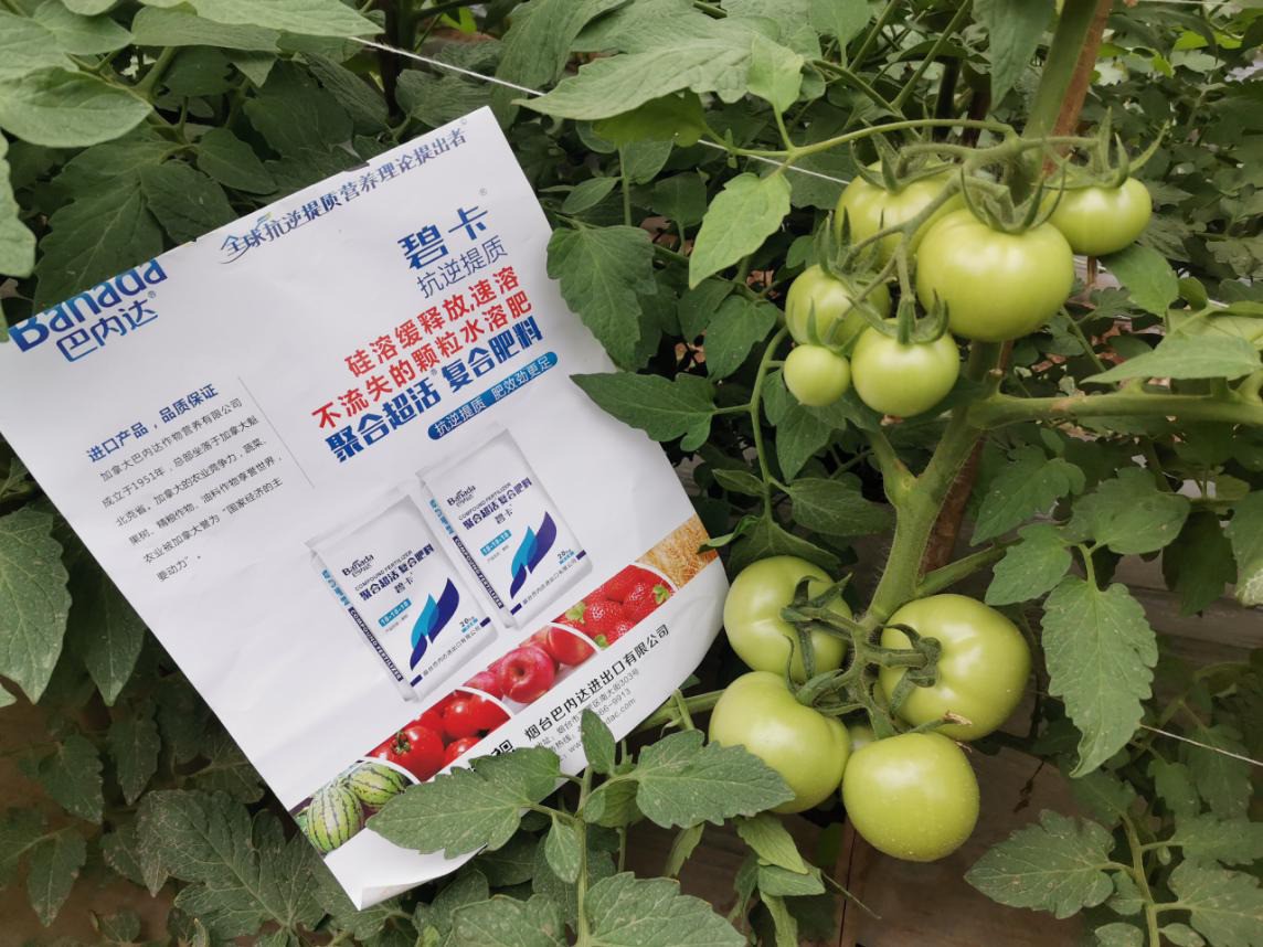 西紅柿施肥誤區，這四點你知道嗎？