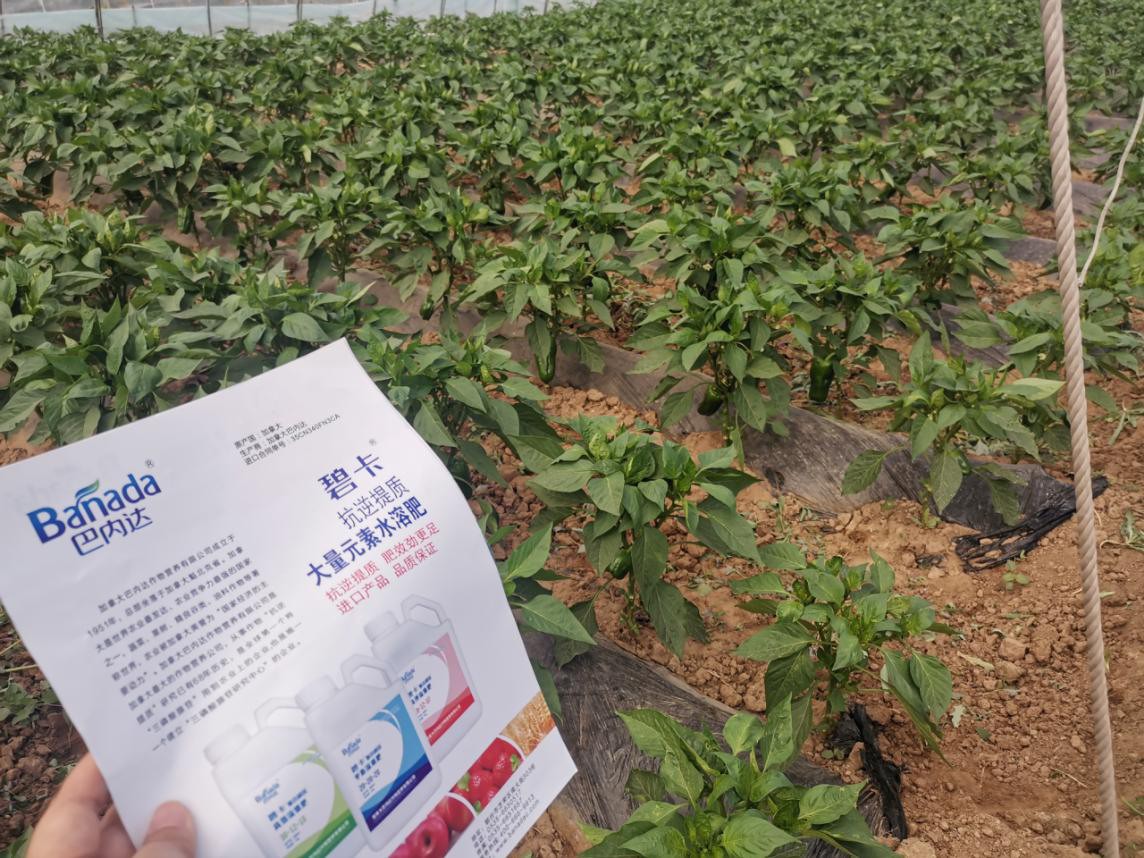 沖施肥在辣椒生育時期有哪些使用方法？