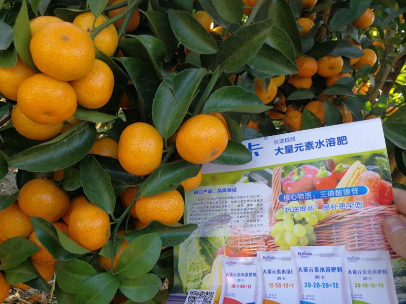 高鉀水溶肥什么時期使用？