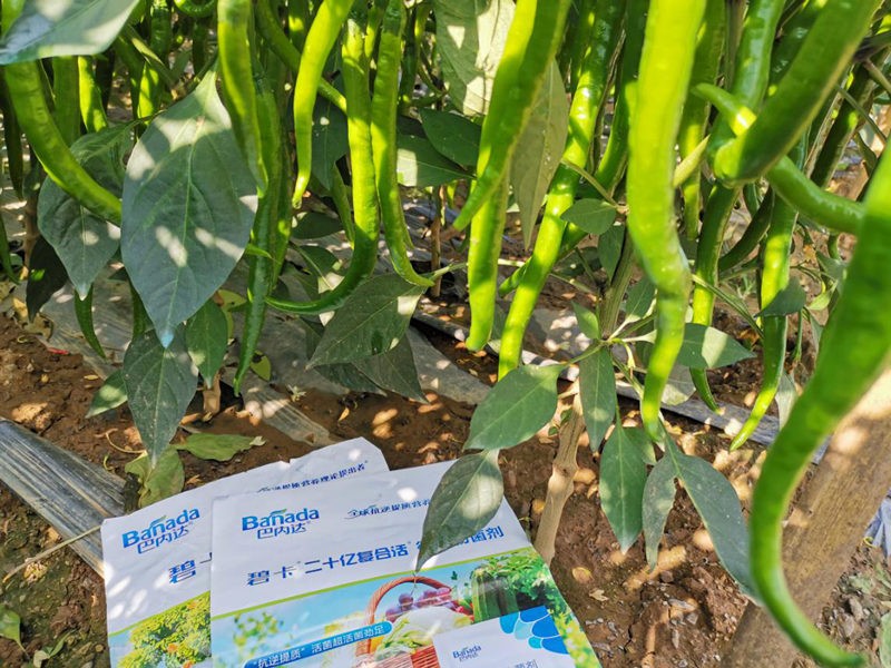 辣椒用什么肥料才能高產？