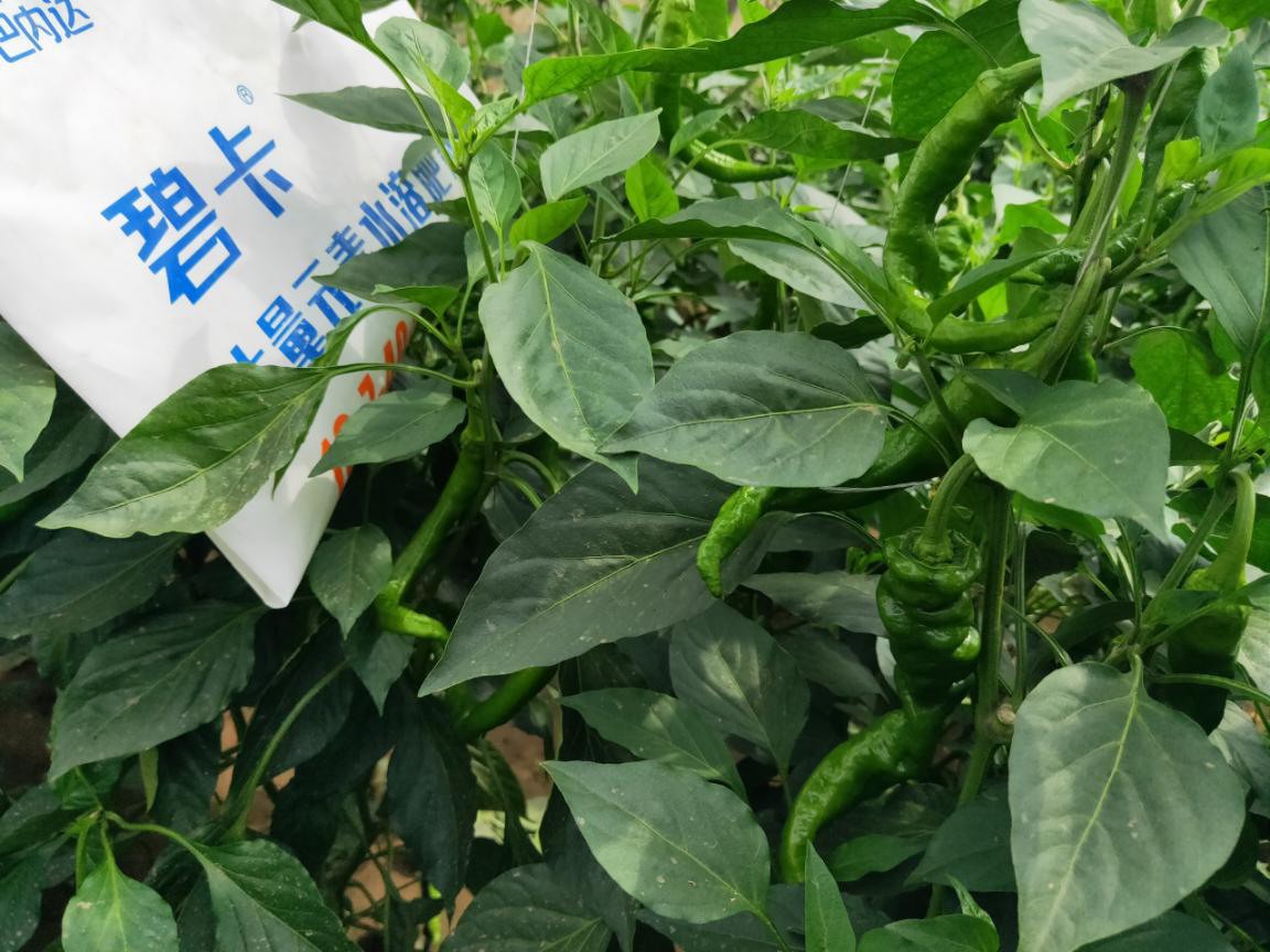 水溶肥使用時，應該注意哪些問題？