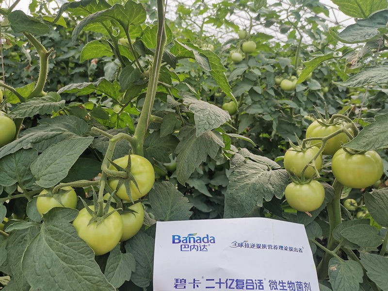 番茄的需肥規律是什么？有什么施肥要領？