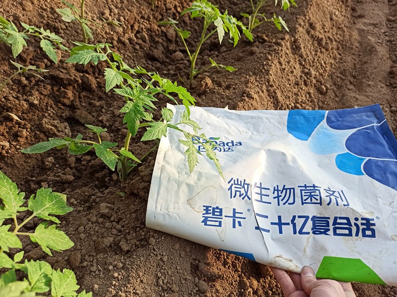 微生物菌劑怎么選擇，為什么對于土壤這么重要！