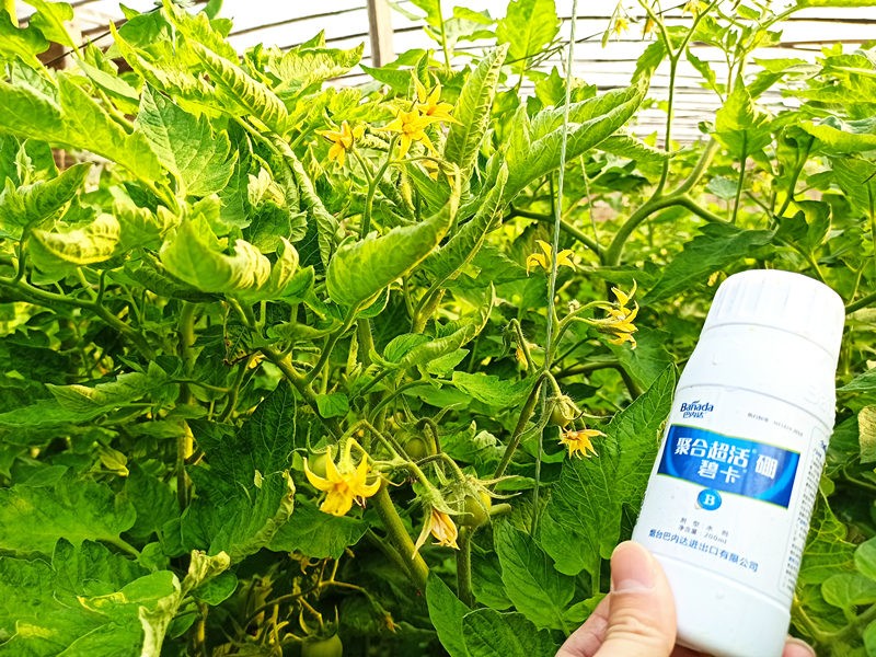 硼肥對作物有什么作用？