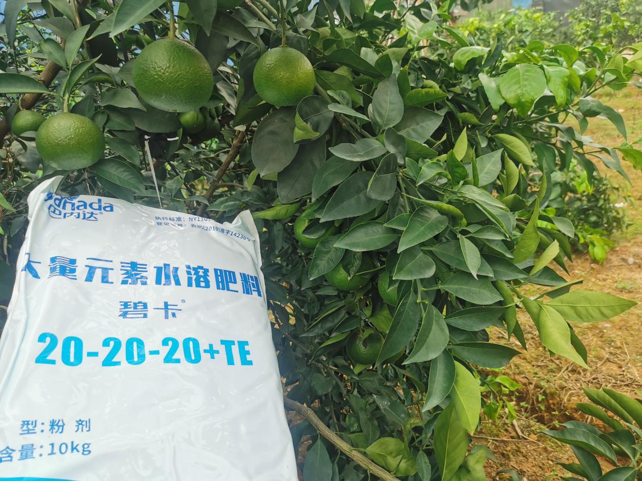 柑橘如何施肥？施什么肥好？