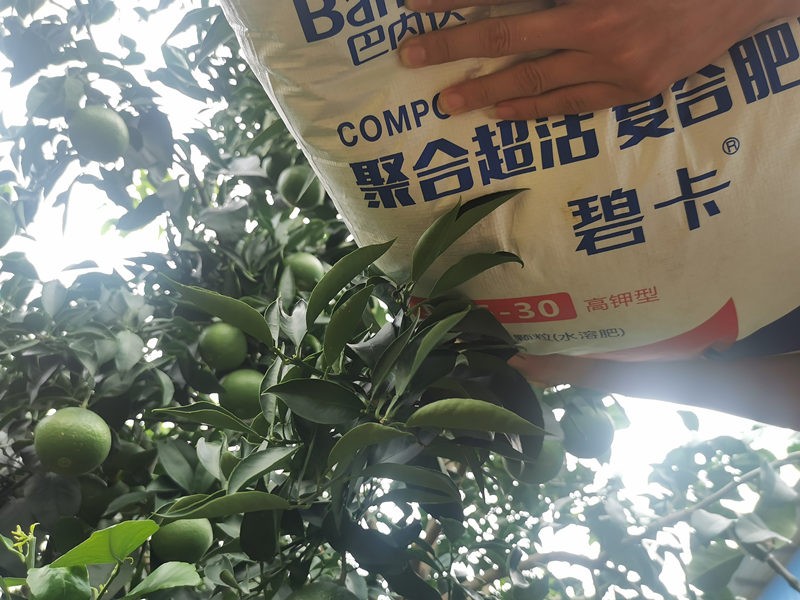 柑橘如何施肥？施什么肥好？