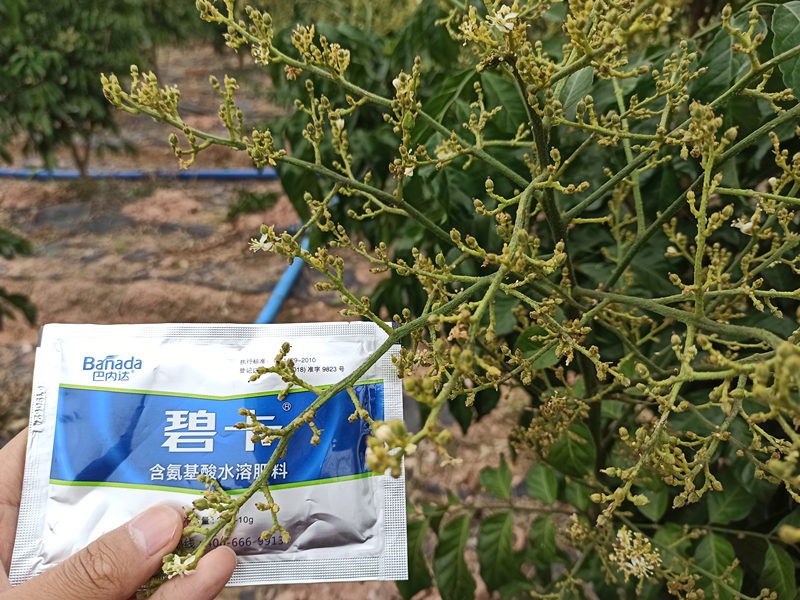 葉面肥什么時候噴較好？