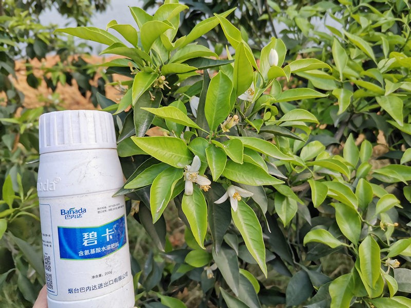 柑橘在不同階段到底該如何施肥？