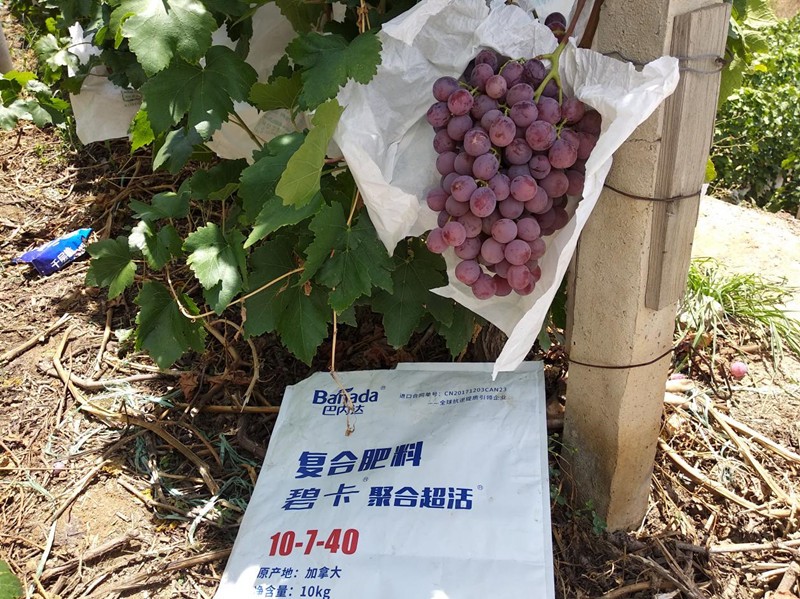 葡萄施肥用什么好