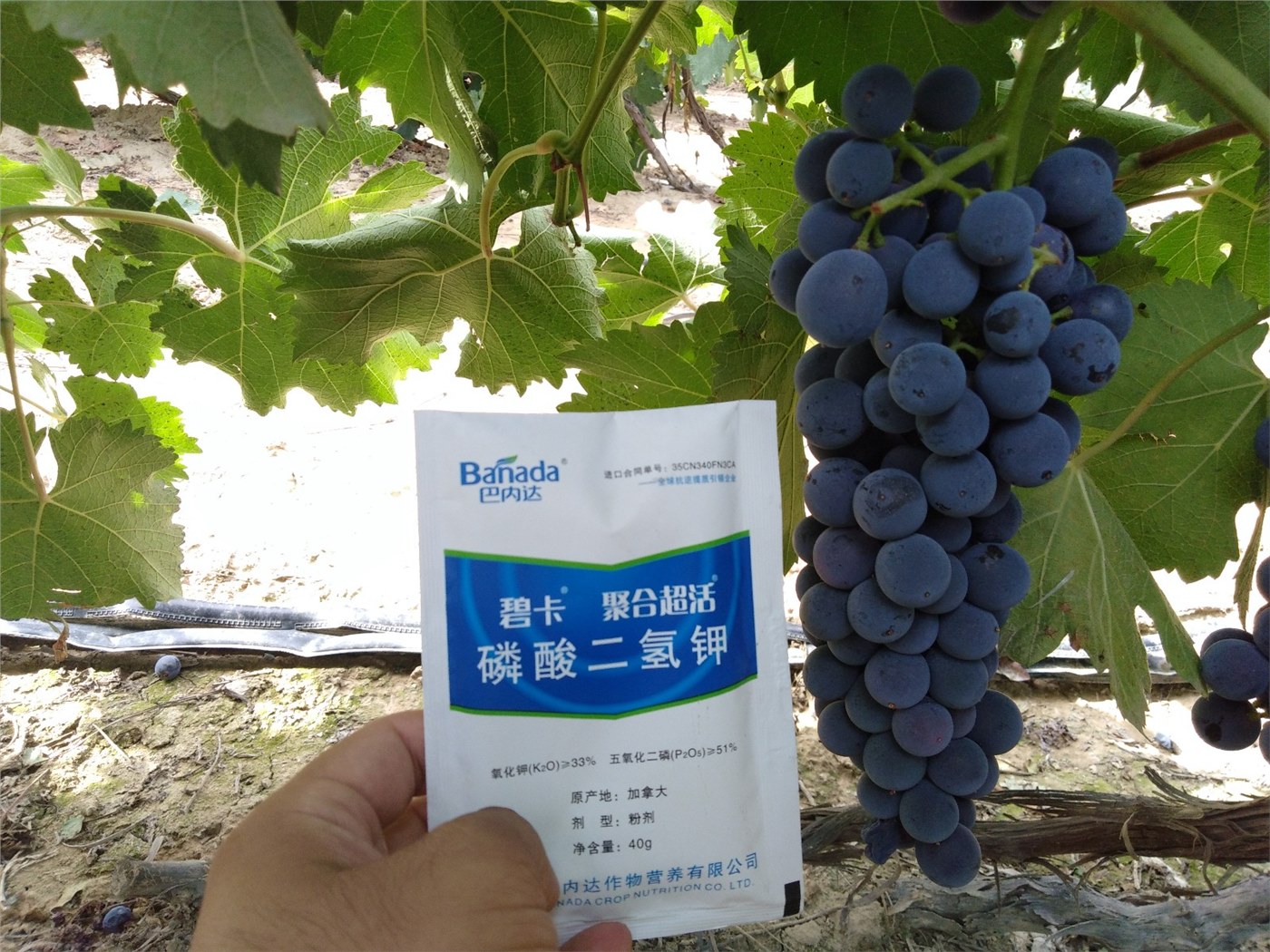 磷酸二氫鉀什么時候用？