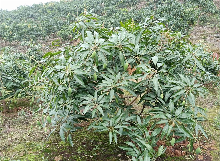 芒果施什么肥料？